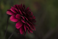 květina, zdroj: www.pixabay.com, CCO